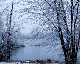 Lake snowy trees birds water - a few bird free wallpaper