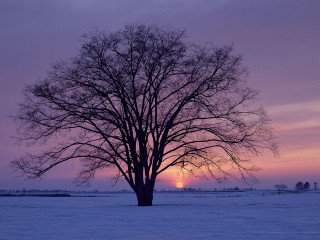 Tree snowy field sunset purple - a photo free wallpaper