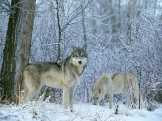 Two wolves snow tree woods 3 - the ground and trees free wallpaper