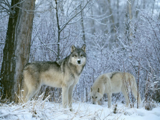 Two wolves snow tree woods 4 - the ground and trees free wallpaper
