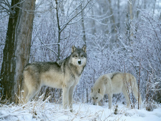 Two wolves snow tree woods - the ground and trees free wallpaper