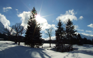 Sunny snow covered field trees - a bright sun in the background free wallpaper