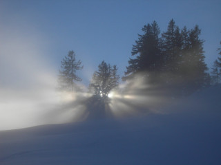 Foggy night light trees snow 6 - a foggy night free wallpaper