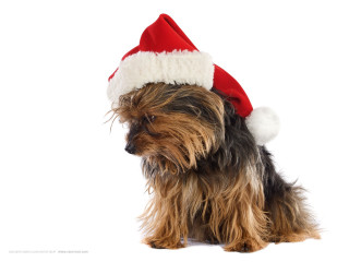 Small dog santa hat christmas 2 - free dogs wallpaper