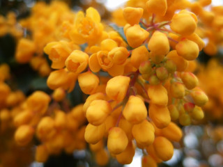 Yellow flowers macro bokeh autumn - synthetism free wallpaper