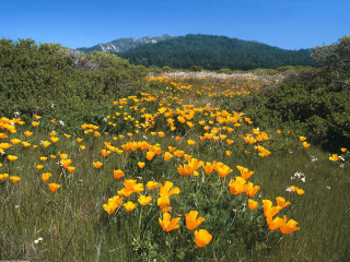 Yellow flowers mountain blue sky 3 - betye saar free wallpaper