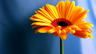 Yellow flower red center blue 2 - a red center free wallpaper
