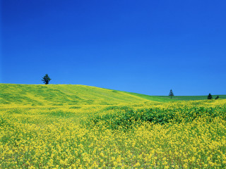 Yellow flowers tree hill blue - a hill in the background free wallpaper