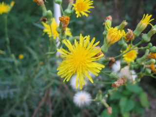 Yellow flower white flowers green 2 - a yellow flower free wallpaper