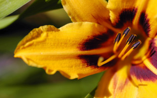 Yellow red flower green leaves 3 - the background and a blurry background free wallpaper