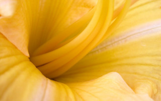 Yellow flower white center black 4 - a black center free wallpaper