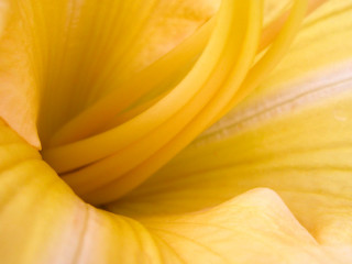 Yellow flower white center black 5 - a black center free wallpaper