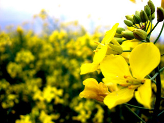 Yellow flowers field bokeh macro - a sky background in the background free wallpaper