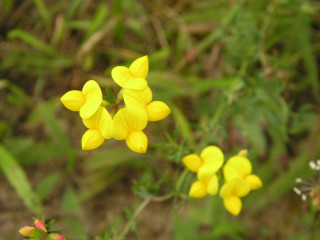 Yellow flower green leaves bokeh 4 - the background and a blurry background of grass free wallpaper