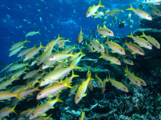 Fish coral reef diver ocean 4 - a large group of fish swimming over a coral reef in the ocean free wallpaper