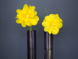 Two vases yellow flowers table 2 - new objectivity free wallpaper