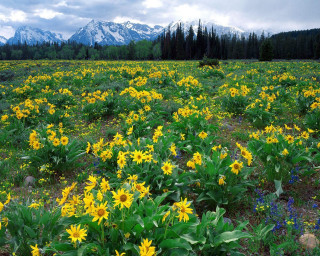Wildflowers field mountains background distance 2 - the background in the distance free wallpaper