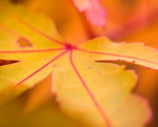 Close up leaf yellow background 3 - a yellow background free wallpaper
