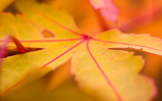 Close up leaf blurry background 3 - anne rigney free wallpaper