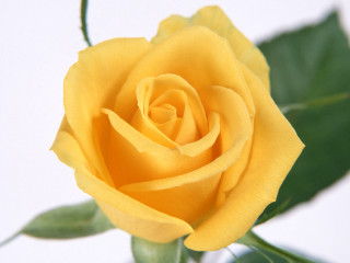 Yellow rose green leaves white 4 - a yellow rose free wallpaper