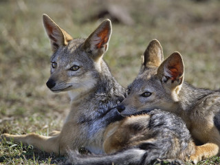 Young foxes laying grass together - the grass together free wallpaper