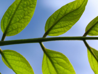 Green leaf blue sky ecological - thin free wallpaper