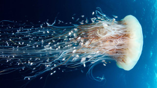 Jellyfish blue hair bubbles underwater - jellyfish free wallpaper