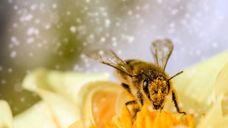 Bee yellow flower white spots - white spot free wallpaper