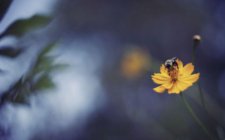 Bee yellow flower macro shallow - a bee free wallpaper