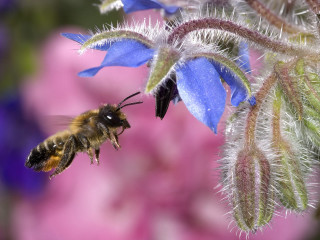 Bee blue flower purple background - a pink flower in the foreground free wallpaper