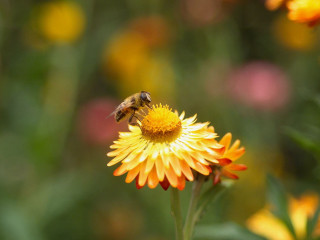 Bee yellow flower field background - anni alber free wallpaper