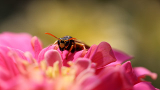 Bee pink flower yellow stamens - petal and a blurry background free wallpaper