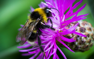 Bee purple flower green background - a bee free wallpaper