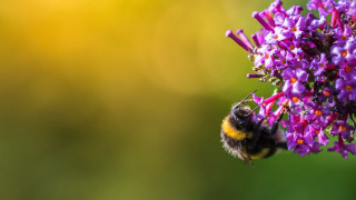 Bee purple flower blurry background - a bee free wallpaper