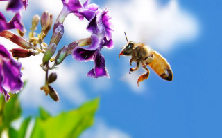 Bee flying purple flower blue - a bee free wallpaper