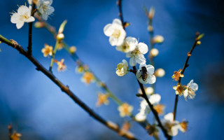 Branch white flowers bee blue - a blue sky in the background free wallpaper for desktop