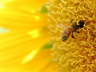 Bee sunflower center blurry background - a bee free wallpaper