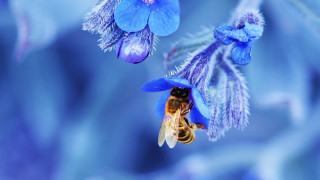 Blue flower bee background blurry - a bee free wallpaper