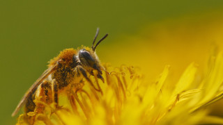 Bee yellow flower green background 2 - a bee free wallpaper