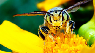 Bee yellow flower wings spread - a bee free wallpaper