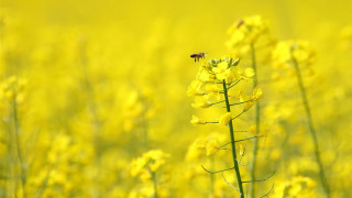 Bee yellow flower field sunset - a bee free wallpaper