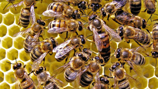 Bees on honeycomb together buzzing 2 - dionisiu free wallpaper