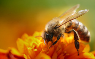 Bee on flower wings spread - a bee free wallpaper