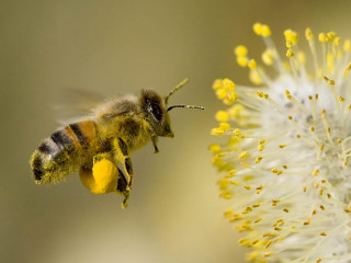 Bee flying flower yellow pollen 2 - a bee free wallpaper
