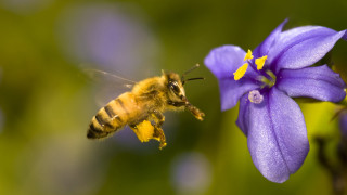 Bee purple flower blue flower - a bee free wallpaper