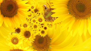 Sunflowers bee field sunshine nature - a field of sunflowers free wallpaper