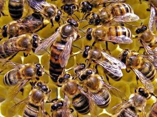 Bees honeycomb together nature swarm - bourgeoi free wallpaper