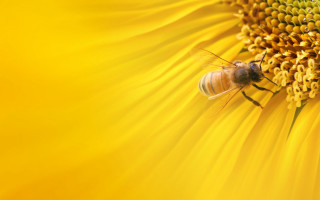 Bee sunflower yellow background ecological - a sunflower free wallpaper