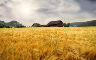 Wheat field house cloudy sky - heavy grain free wallpaper