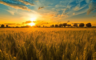 Field grass sunset background clouds - the sun free wallpaper